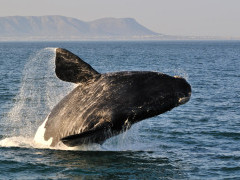 Southern right whale in Hermanus, South Africa