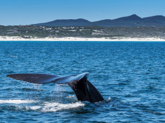 Southern right whale in Hermanus, South Africa