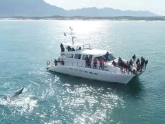 Whale watching boat trip in Hermanus, South Africa.
