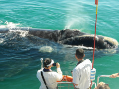 Whale watching boat trip in Hermanus, South Africa.