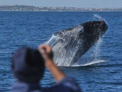 Whale watching boat trip in Hermanus, South Africa.