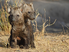 Hyena cubs in South Africa
