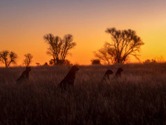 Cheetahs in South Africa