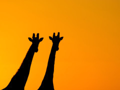 Giraffe in South Africa