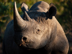 Black rhino in South Africa