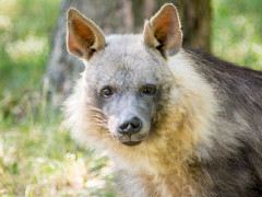 Brown hyena in South Africa