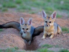 Cape fox in South Africa
