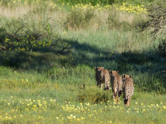Cheetah in South Africa