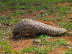 Ground pangolin in South Africa