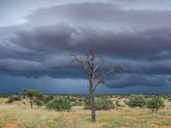 Kalahari Desert during green season