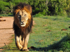 Lion in South Africa