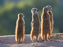 Meerkats in South Africa