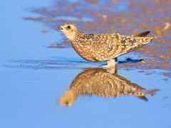 Namaqualand sandgrouse in South Africa