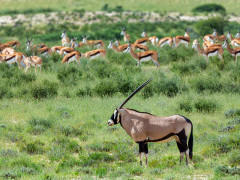 Oryx & springbok in South Africa