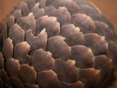 Pangolin in South Africa