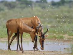 Red hartebeest in South Africa