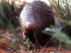 Temminck's pangolin in South Africa