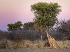 Lioness in South Africa