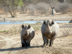 Black rhino and kudu in Kalahari Private Reserve, South Africa