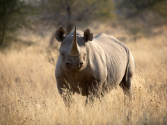 Black rhino in Kalahari Private Reserve, South Africa