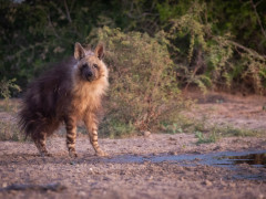 Brown hyena in Kalahari Private Reserve, South Africa