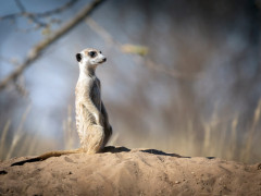 Meerkat in Kalahari Private Reserve, South Africa