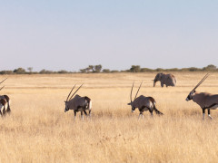 Oryx and elephant in Kalahari Private Reserve, South Africa