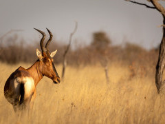 Red hartebeest in Kalahari Private Reserve, South Africa