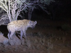 Spotted hyena in Kalahari Private Reserve, South Africa