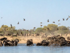 Waterhole in Kalahari Private Reserve, South Africa