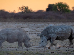 White rhino in Kalahari Private Reserve, South Africa