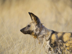 Wild dog in Kalahari Private Reserve, South Africa