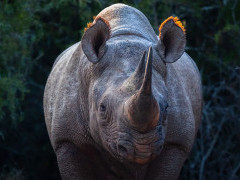 Black rhino in Kariega Reserve, South Africa.