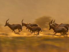 Blesbok in Kariega Reserve, South Africa.