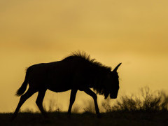 Blue wildebeest in Kariega Reserve, South Africa.