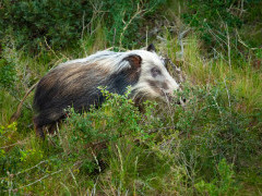 Bush pig in Kariega Reserve, South Africa.