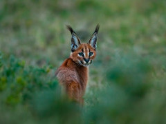 Caracal in Kariega Reserve, South Africa.