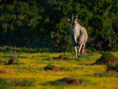 Eland in Kariega Reserve, South Africa.