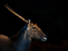 Eland in Kariega Reserve, South Africa.