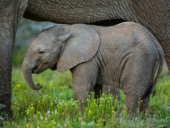 Elephant in Kariega Reserve, South Africa.