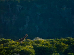 Giraffe in Kariega Reserve, South Africa.
