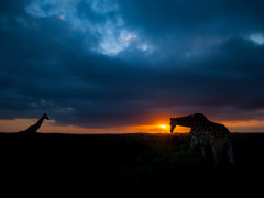 Giraffe in Kariega Reserve, South Africa.