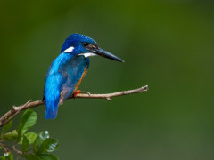 Half-collared kingfisher in Kariega Reserve, South Africa.