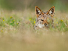 Jackal in Kariega Reserve, South Africa.