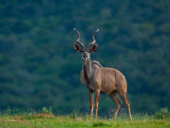 Kudu in Kariega Reserve, South Africa.
