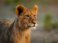 Lion cub in Kariega Reserve, South Africa.