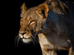 Lion in Kariega Reserve, South Africa.