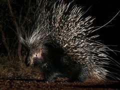 Porcupine in Kariega Reserve, South Africa.