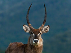 Waterbuck in Kariega Reserve, South Africa.