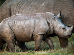 White rhino in Kariega Reserve, South Africa.